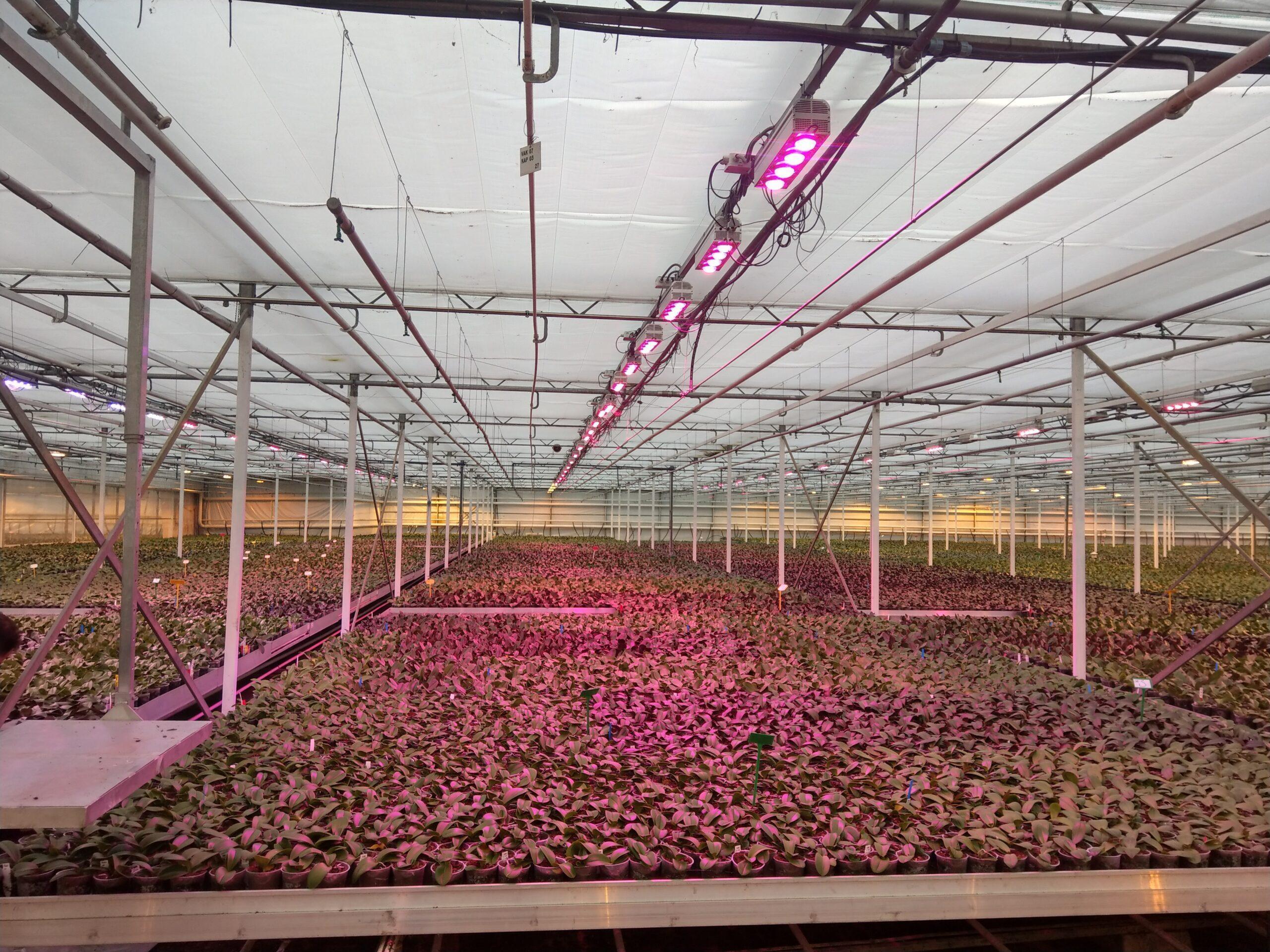 phalaenopsis greenhouse