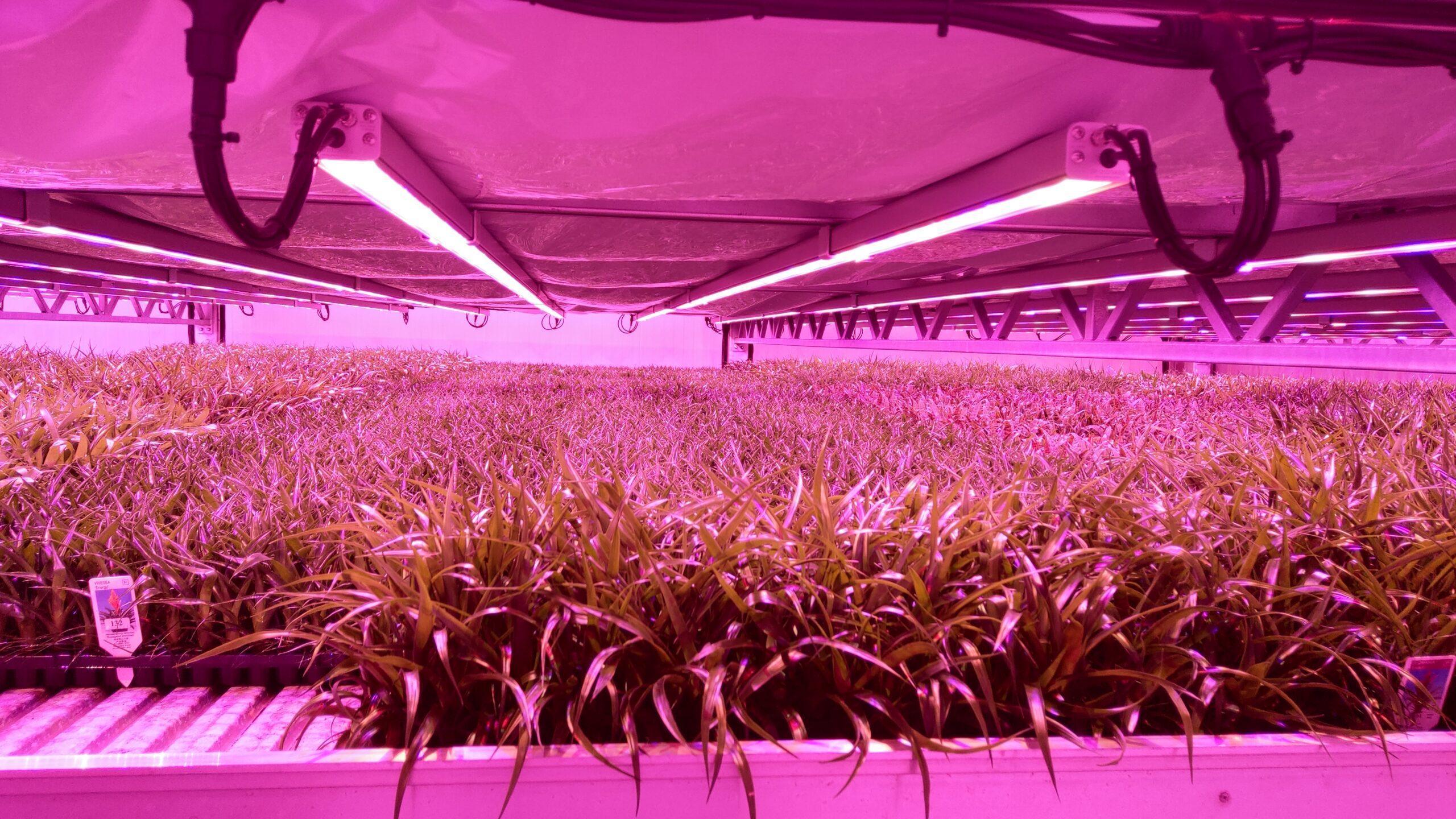 multilayer greenhouse