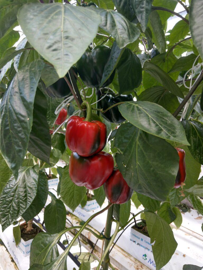 Paprika project
