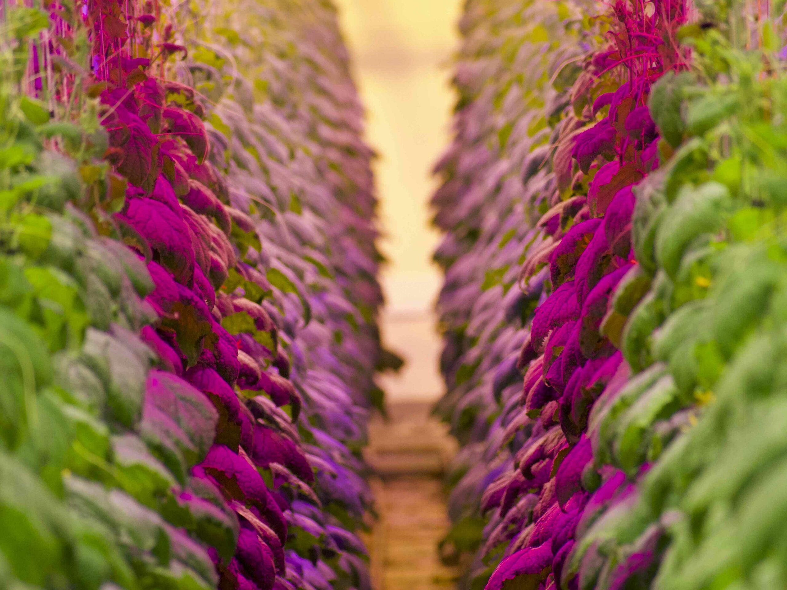 cucumber greenhouse