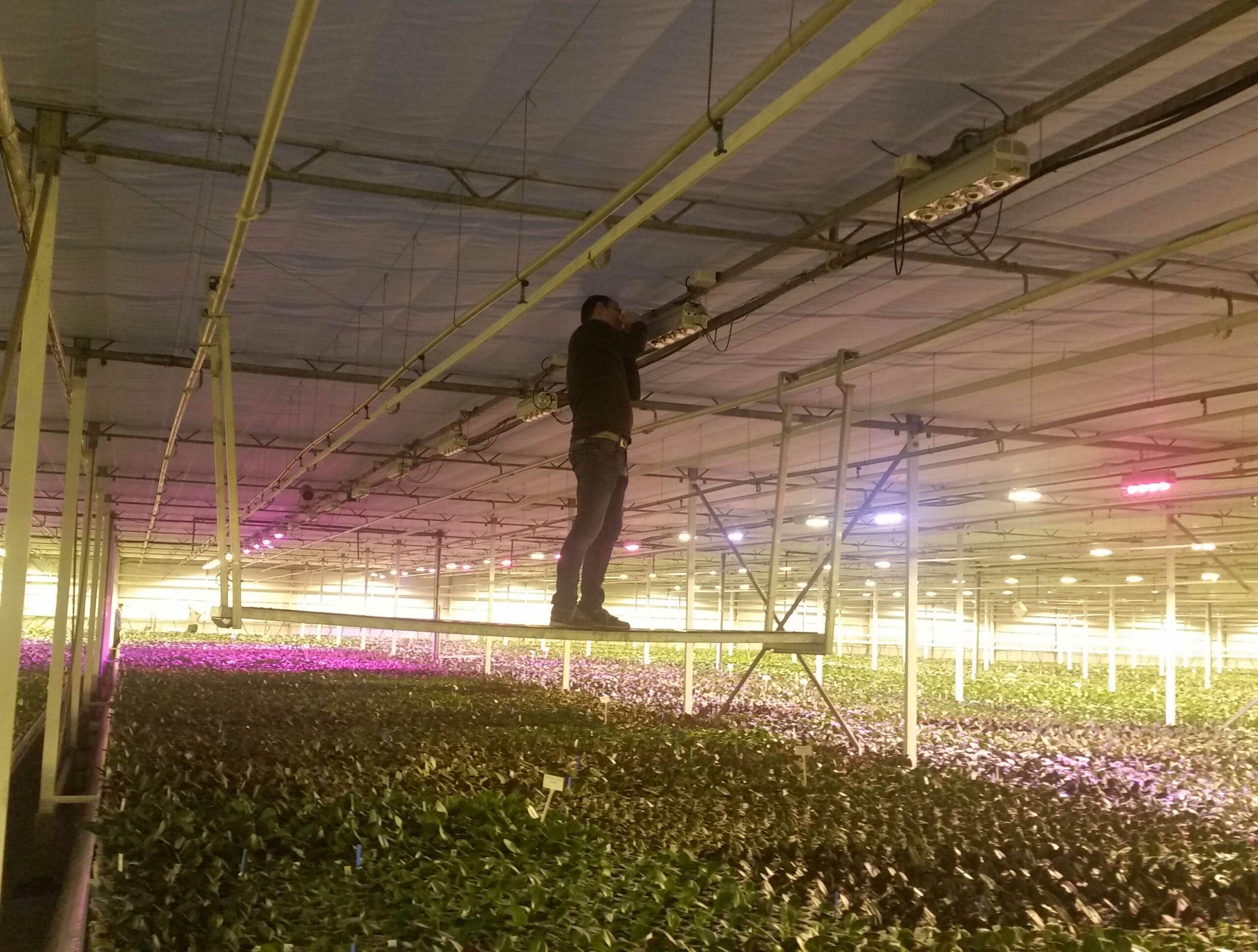 phalaenopsis cob installation