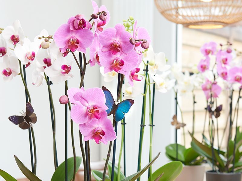 phalaenopsis greenhouse